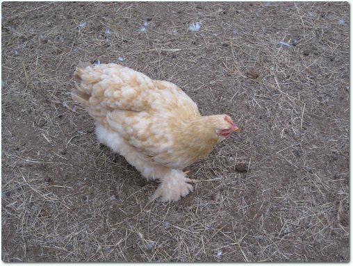 Tree04-pub Tree04-pub